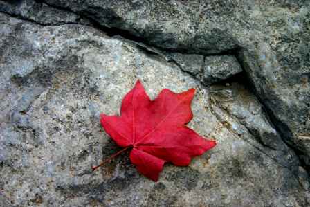 Stone and leaf