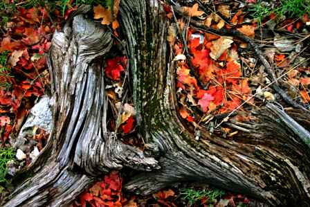 Roots along Devil's Hall Trail