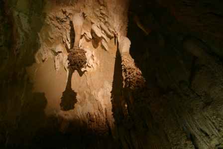 Lion's Tails, Big Room, Carlsbad Caverns National Park, New Mexico