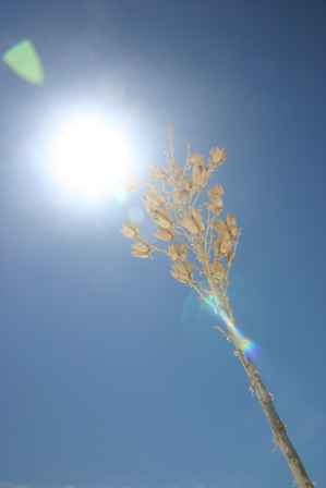 Sopatree Yucca, White Sands National Monument, New Mexico