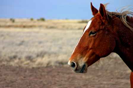 Horse, Lake Valley Country Scenic Byway