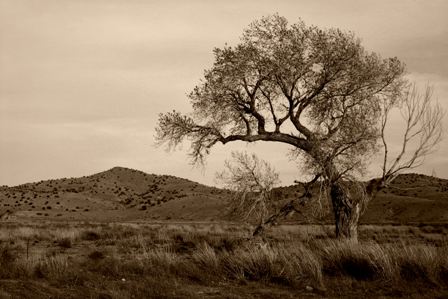 Old tree and hills, Lake Valley byway
